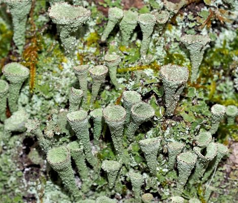 Filigrane Trompeten der Stille ...