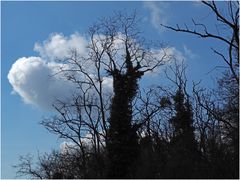 Filigrane végétal en fin d’hiver