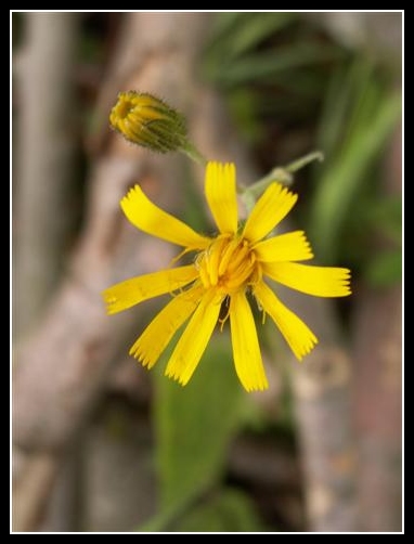 Filigrane Waldschönheit