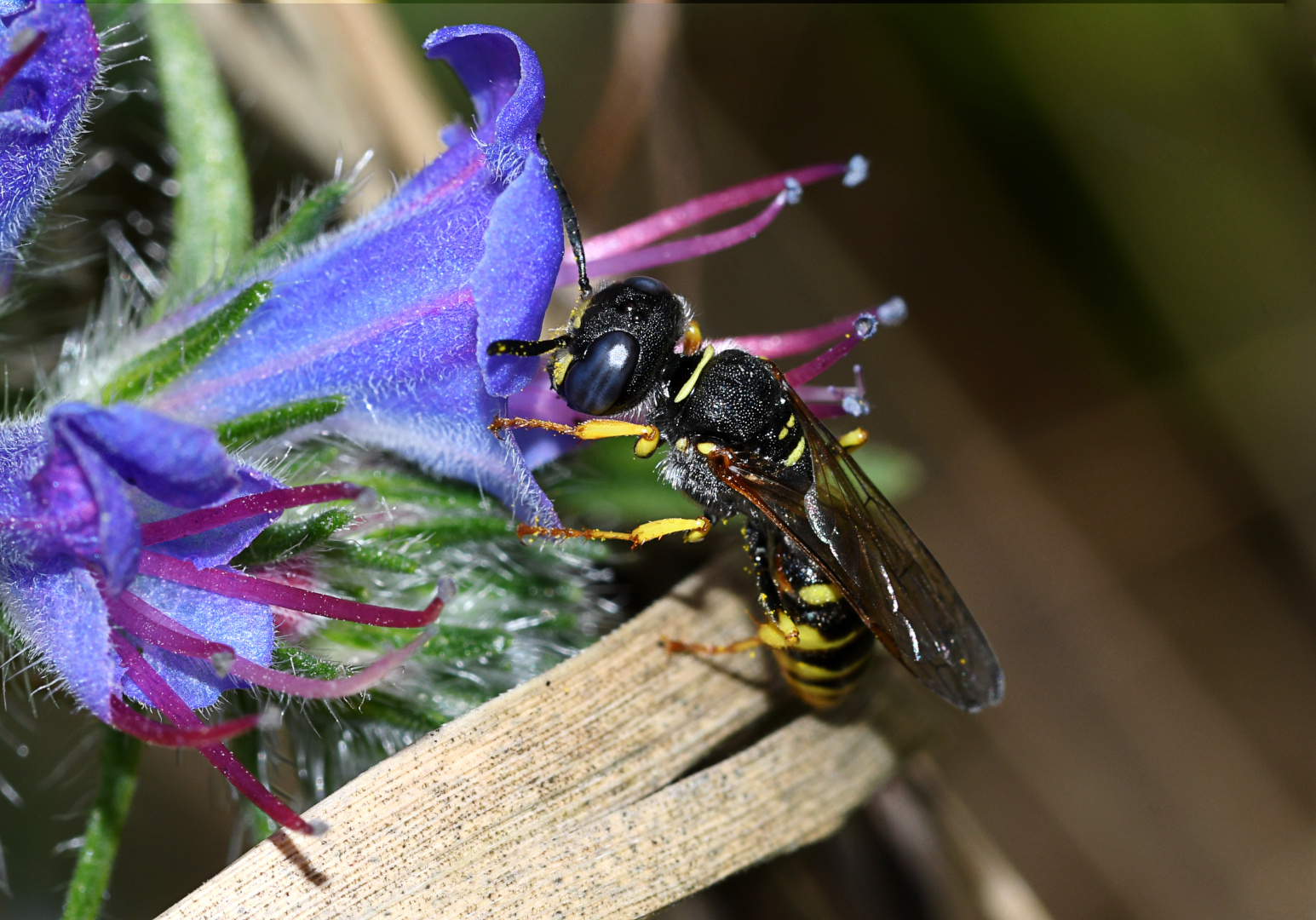 Filigraner Bienenwolf (Philanthus triangulum)  nascht am Gewöhnlichen Natternkopf 