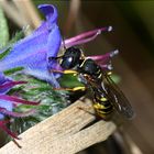 Filigraner Bienenwolf (Philanthus triangulum)  nascht am Gewöhnlichen Natternkopf 