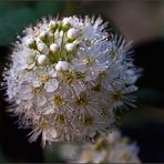 Filigraner Blütenball