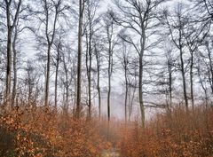 filigraner Buchenwald im Winter