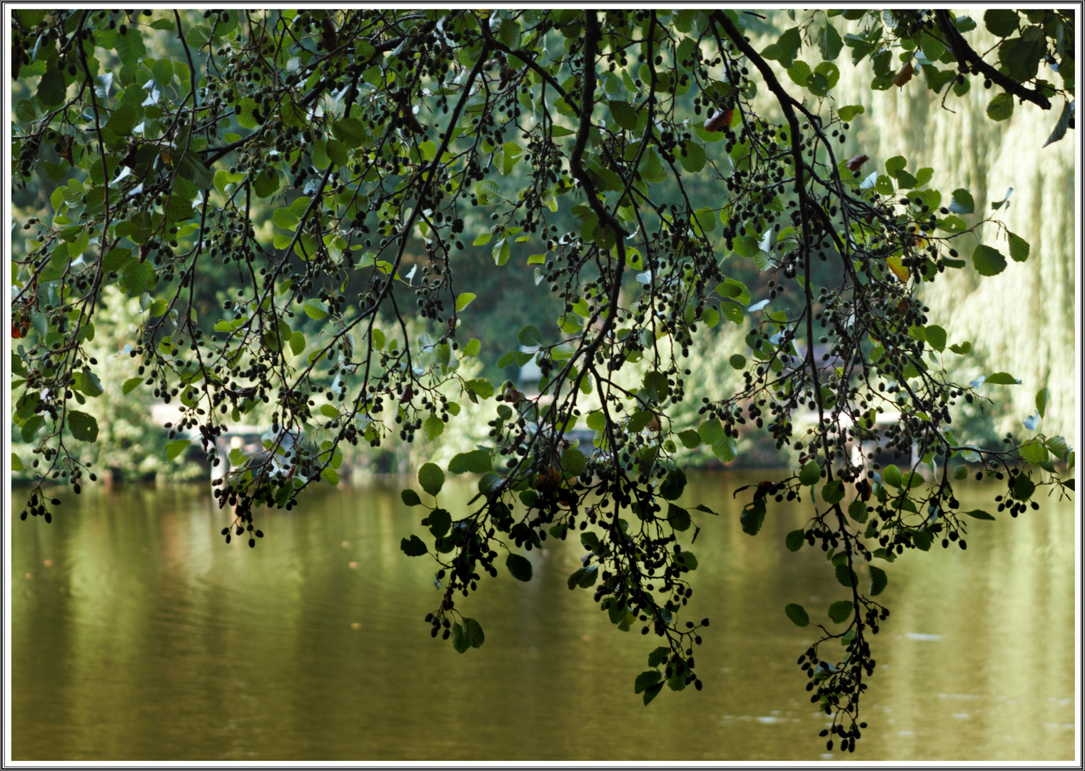 Filigraner Durchblick zum See