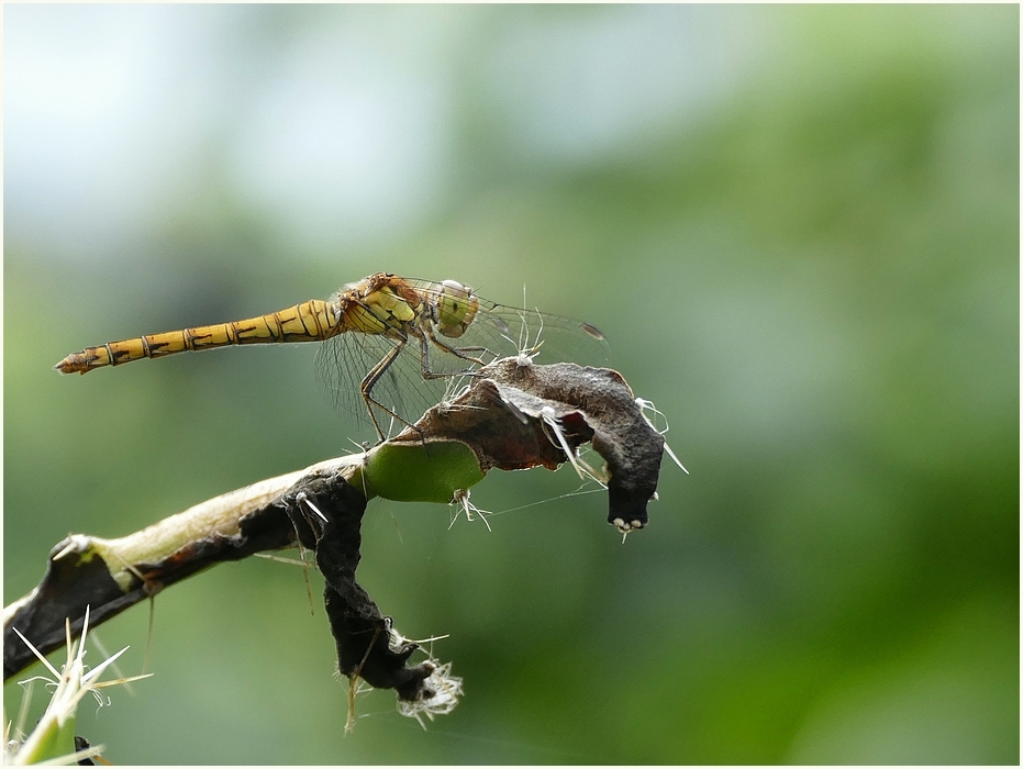 Filigraner Fliegen