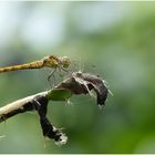 Filigraner Fliegen