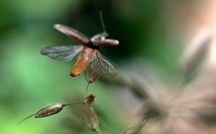 ~~~ Filigraner Fliegen - Flügel ~~~