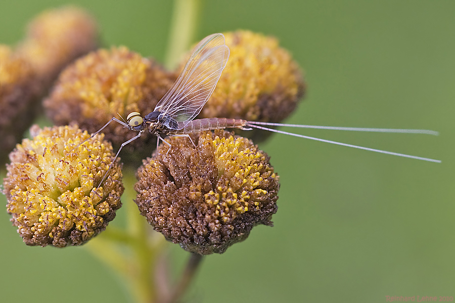 Filigraner Flieger