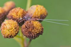 Filigraner Flieger