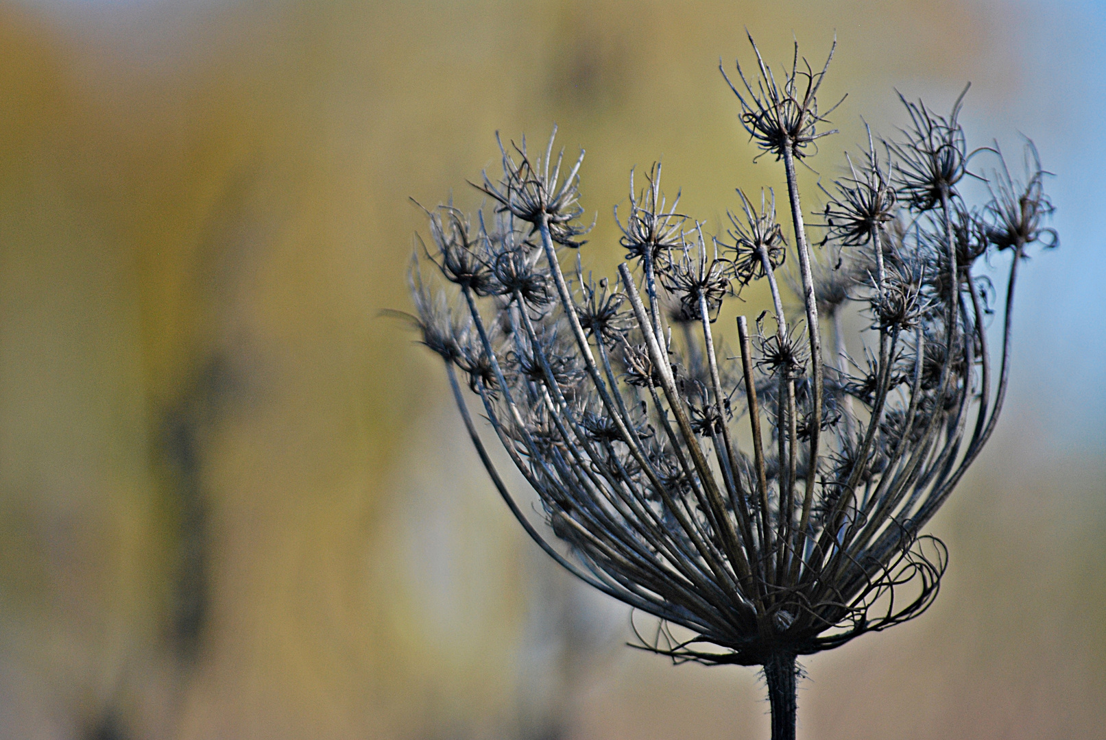 filigraner Herbst...