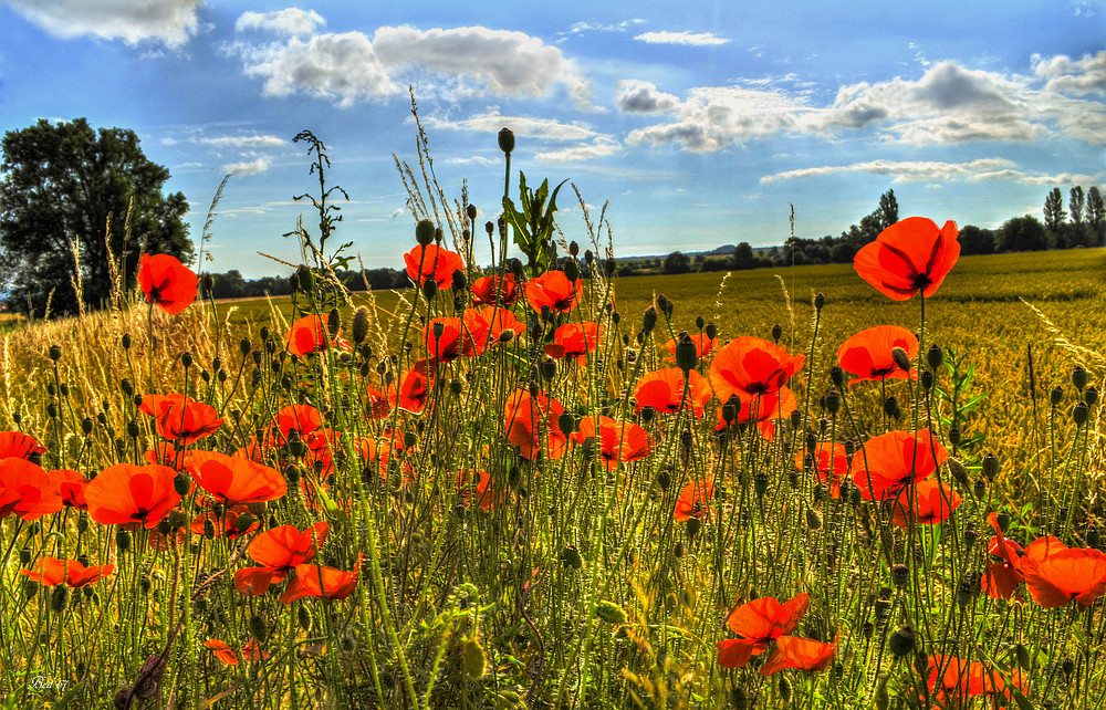 filigraner Mohn ...