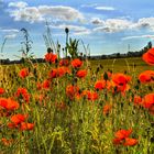 filigraner Mohn ...