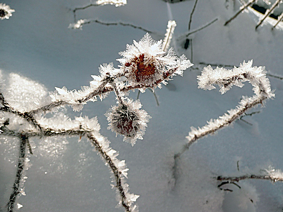 Filigraner Naturschmuck