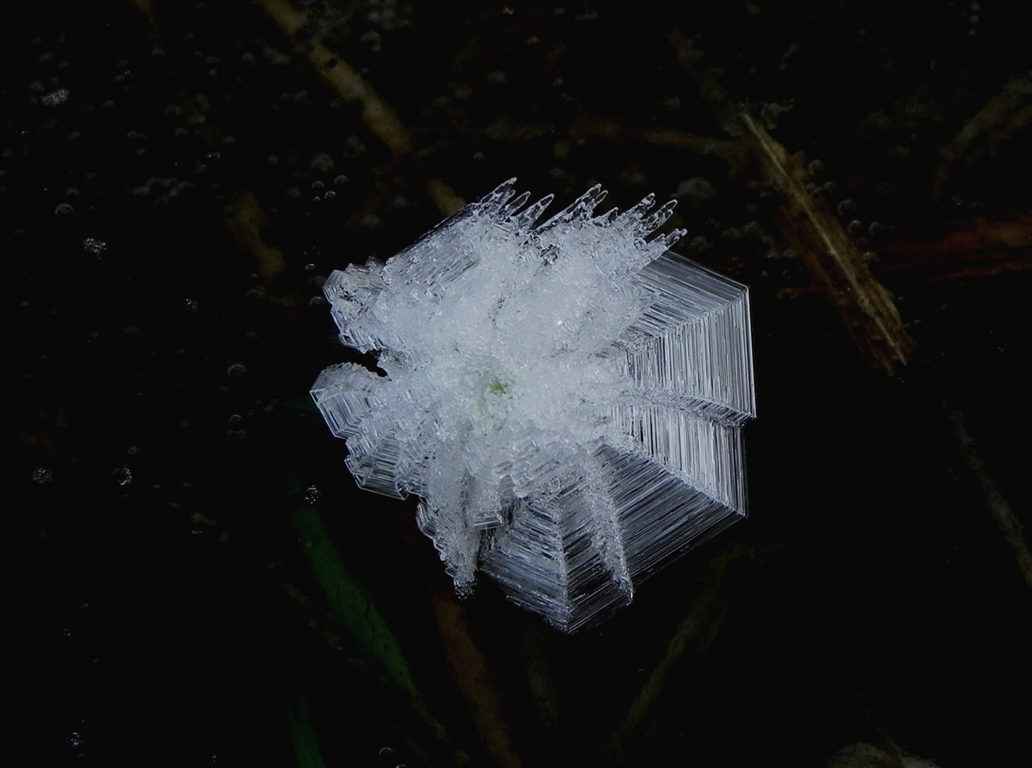 Filigraner Naturschmuck nach kalter Nacht