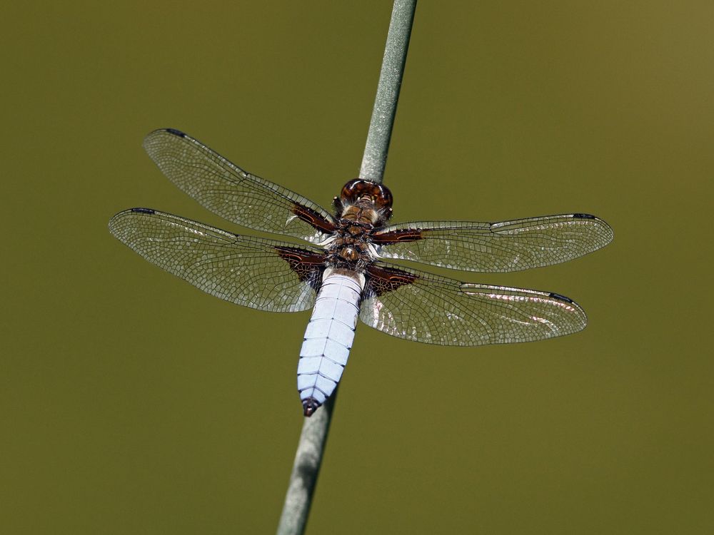 filigraner Vierflügler