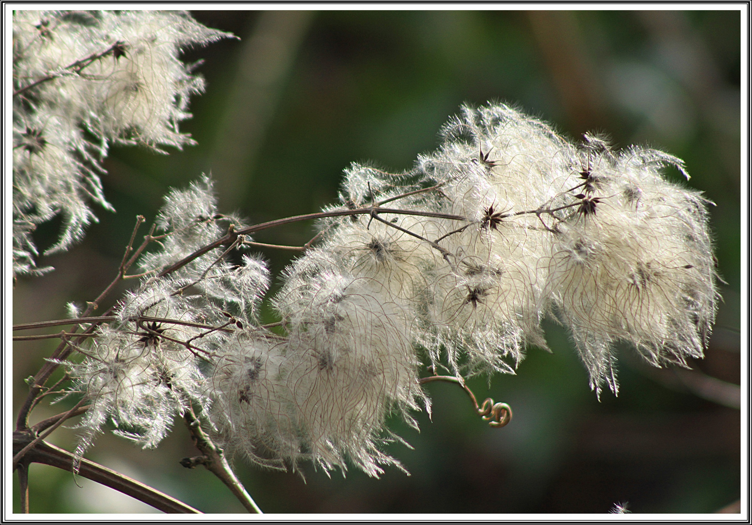 Filigranes am Wegesrand