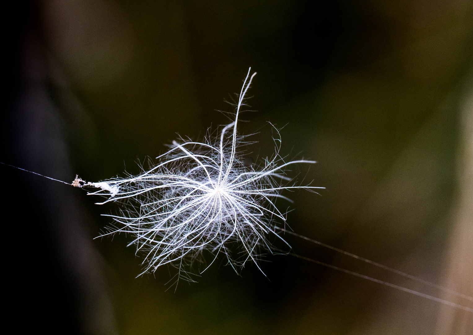 Filigranes am Wegesrand