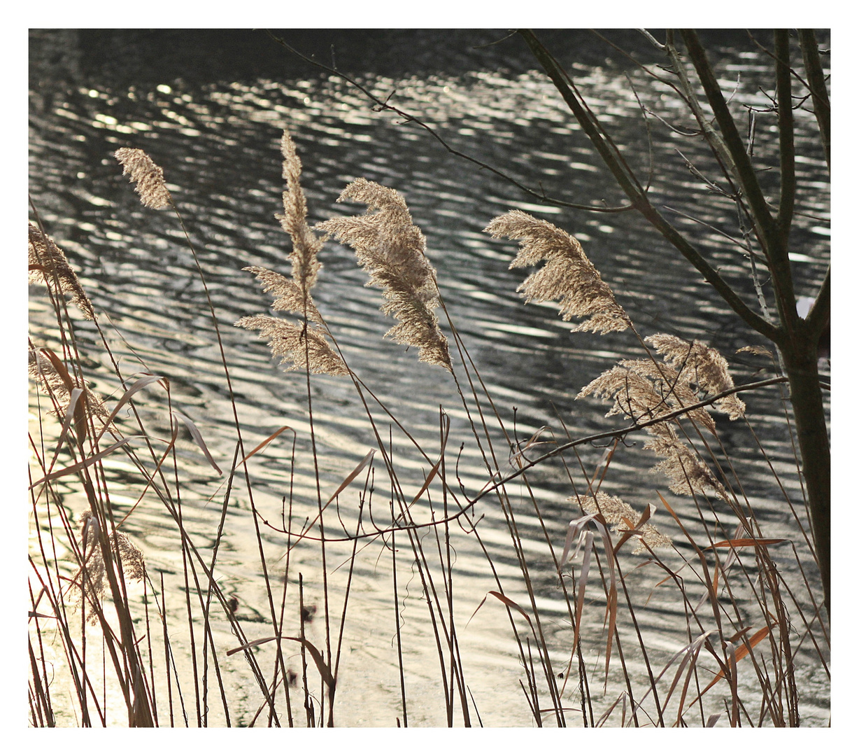 Filigranes am Weiher