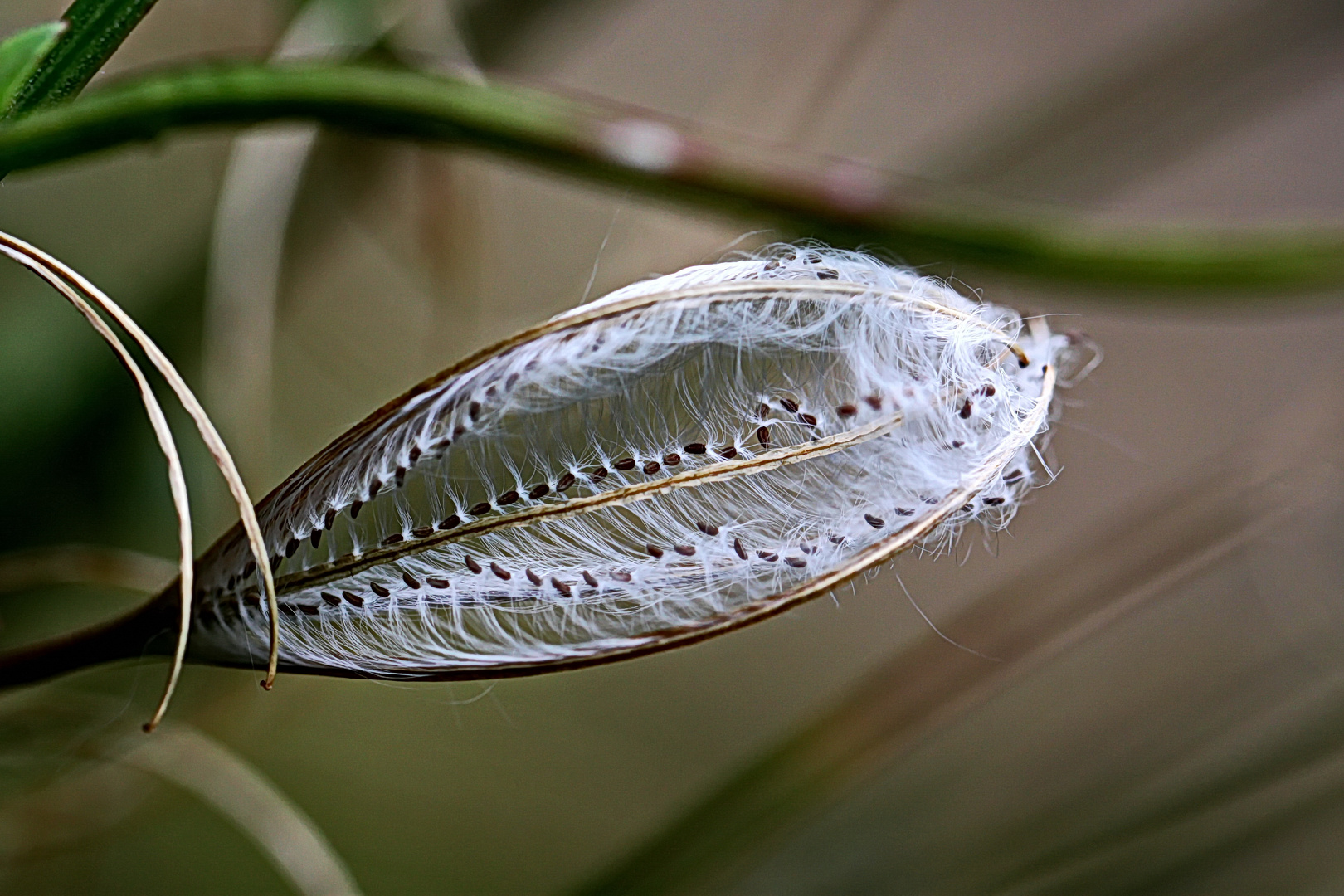 filigranes aus der Natur