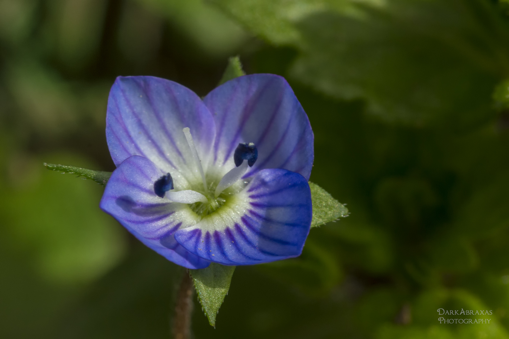 Filigranes Blümchen!