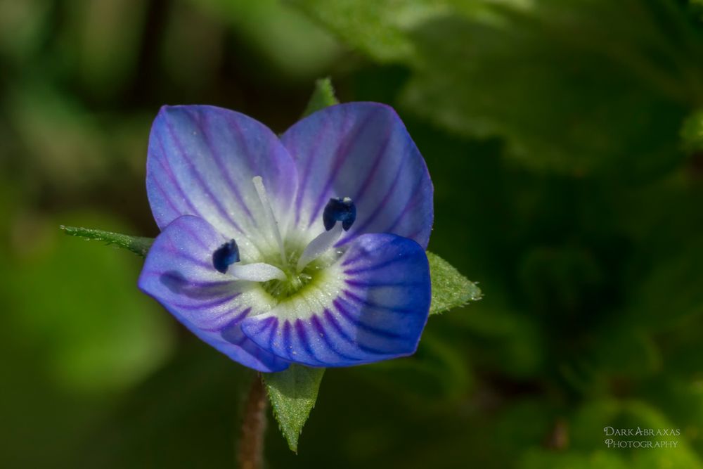 Filigranes Blümchen!