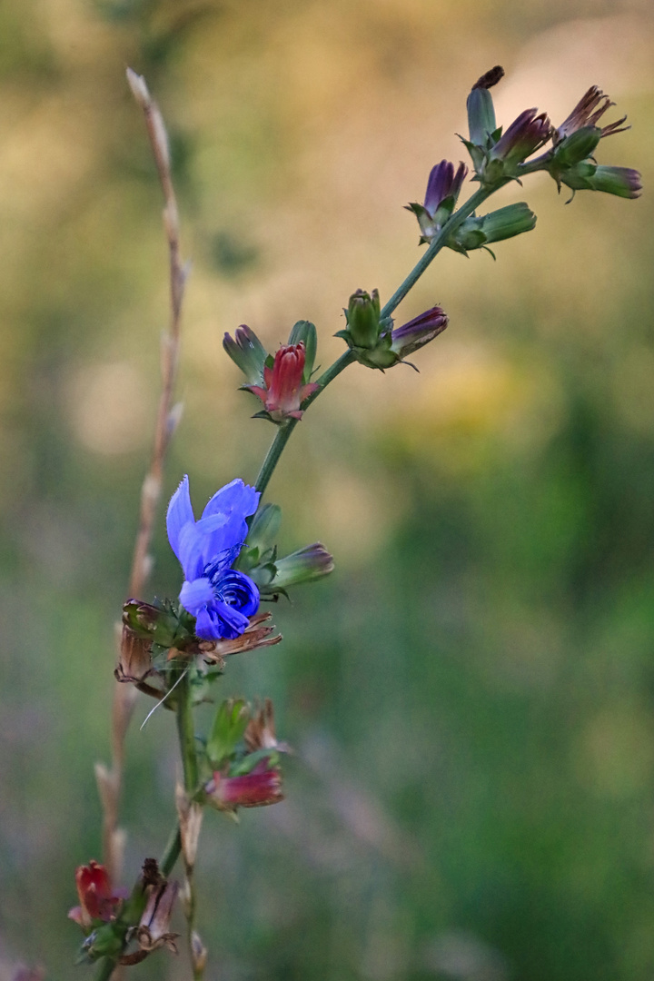 Filigranes Blümchen am Wegesrand