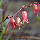 filigranes Blümchen