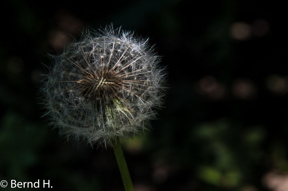 Filigranes Gartenscheusal