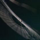 filigranes Geflecht ( Spinne im Netz )