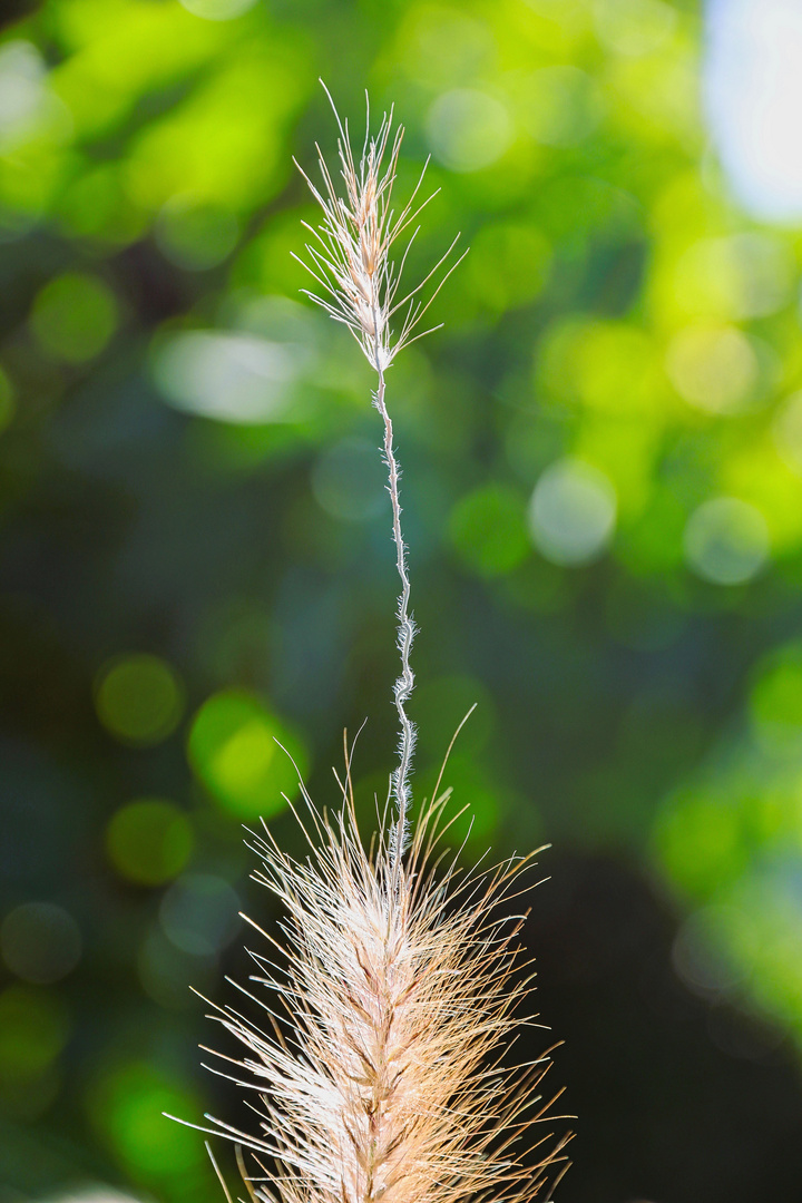 filigranes Gewächs