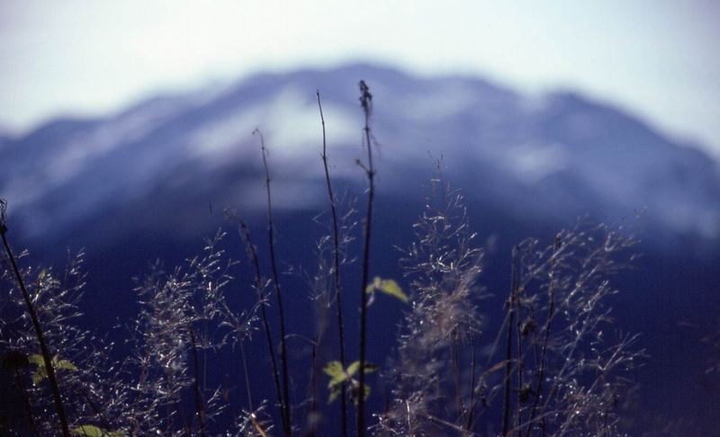 Filigranes Gras vor mächtigem Berg