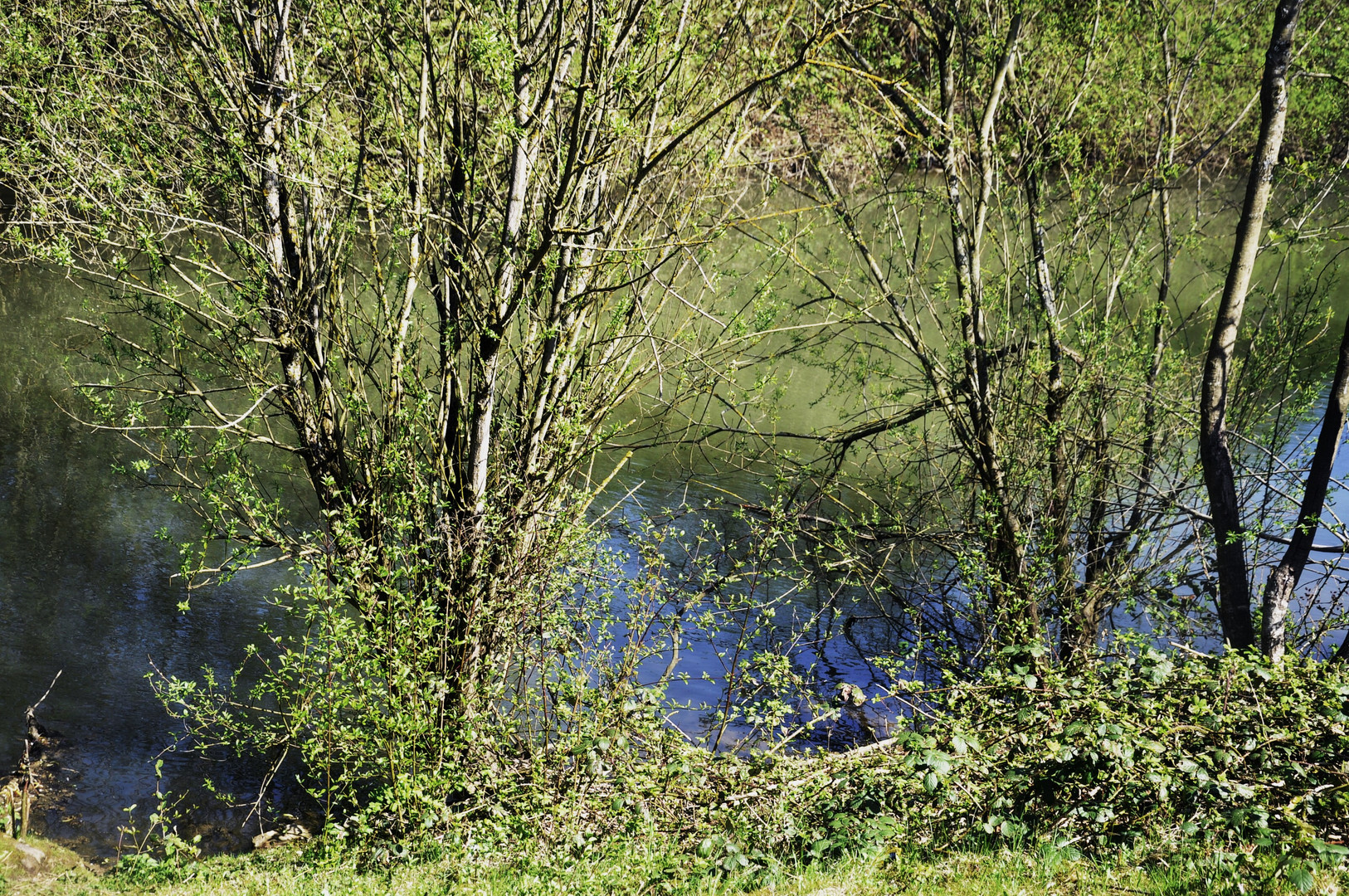 filigranes Grün nahe am Wasser