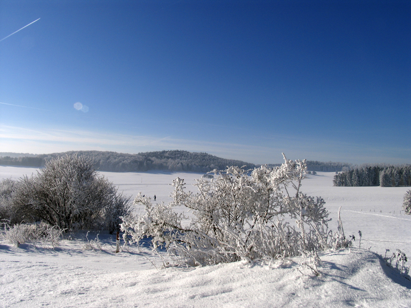 Filigranes im Winter