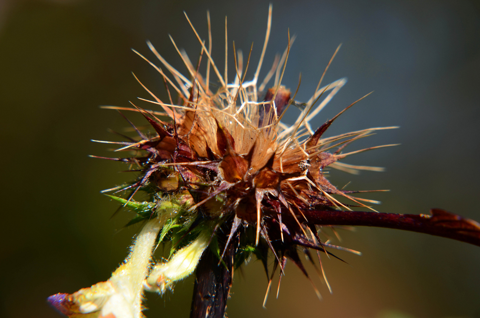 Filigranes Kunstwerk der Natur