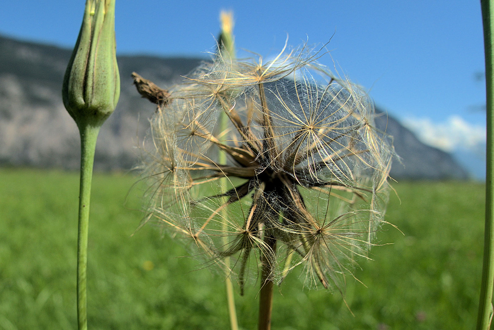 filigranes Mittwochsblümchen