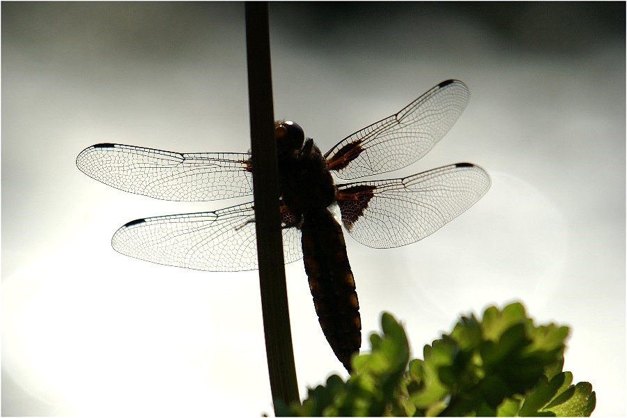 Filigranes oder meine erste Libelle