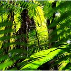  filigranes Rauschen im Urwald