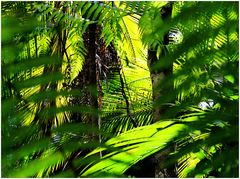  filigranes Rauschen im Urwald