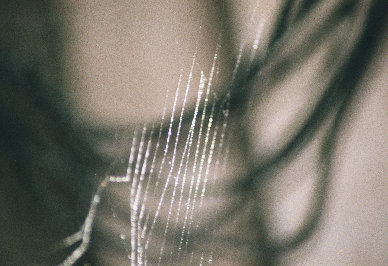 filigranes Spinnennetz