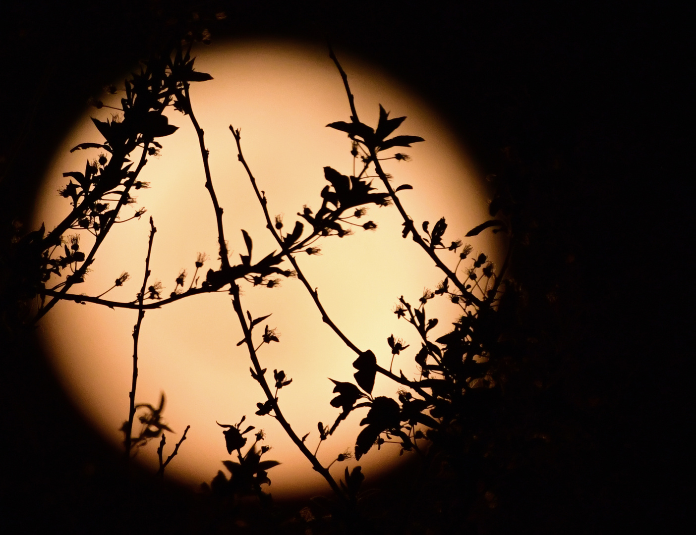 Filigranes vor dem Mond