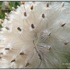 Filigranes Wunderwerk der Natur