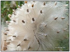 Filigranes Wunderwerk der Natur