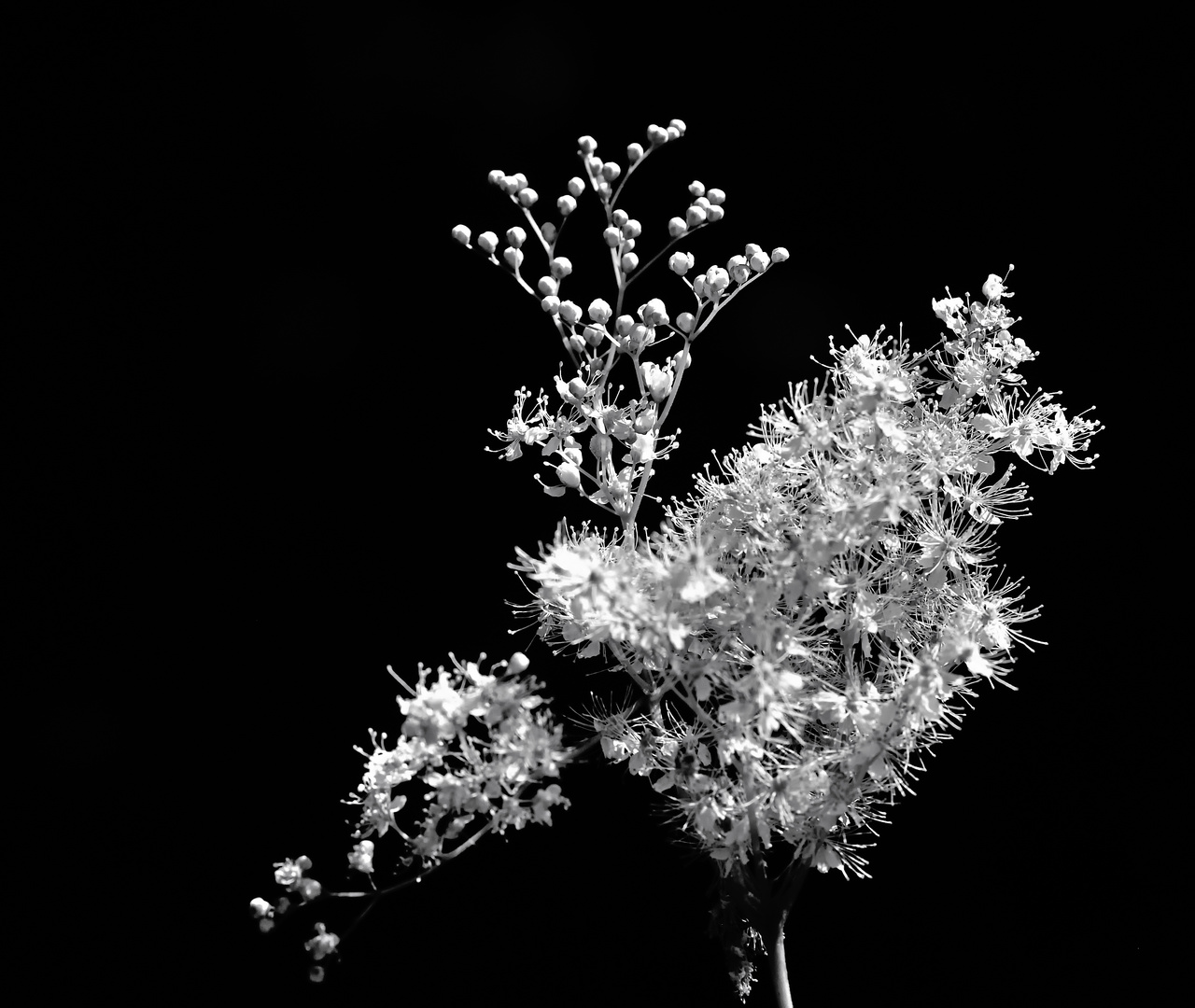 Filipendula