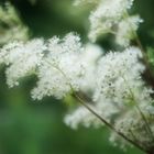 Filipendula