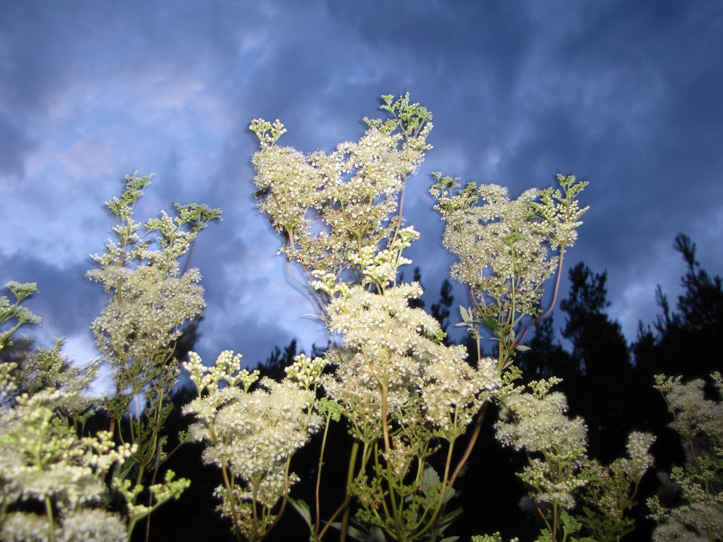 Filipendula ulmaria