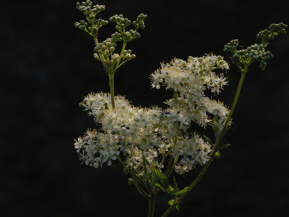 Filipendula ulmaria