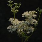 Filipendula ulmaria