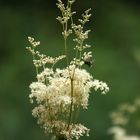 Filipendula ulmaria, Echtes Mädesüß.