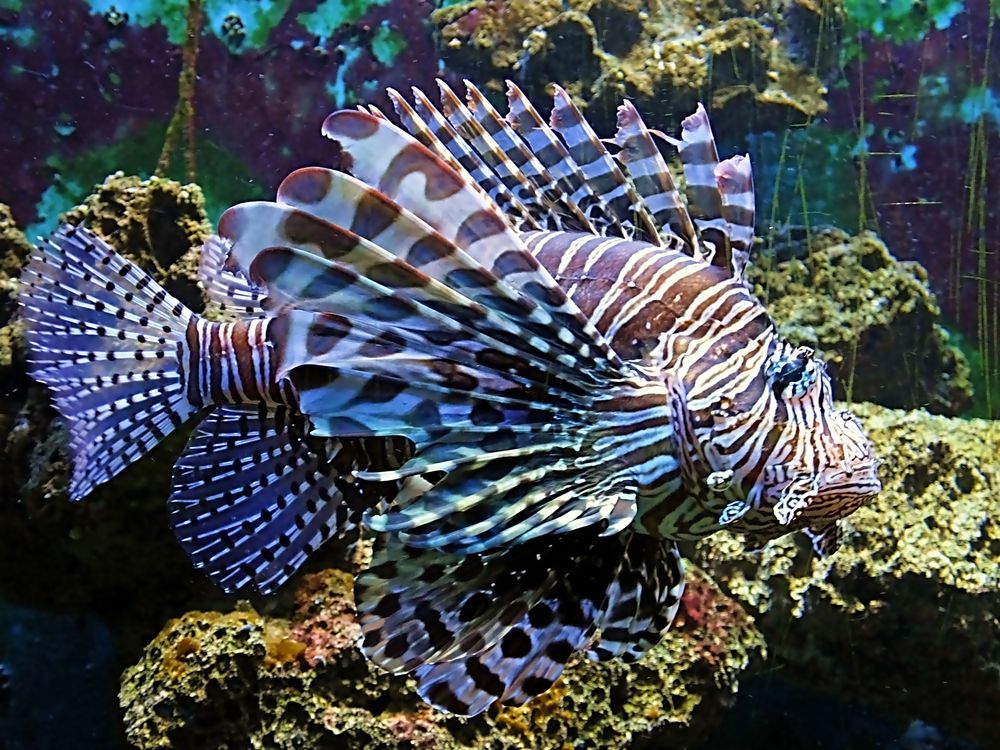 Filligrane Flossen Foto & Bild tiere, zoo, wildpark & falknerei, zoo fische Bilder auf