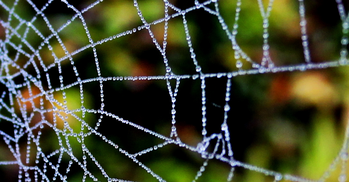 "Filligrane und Zerbrechliche Schönheit der Natur" Spinnennetz mit Morgentau